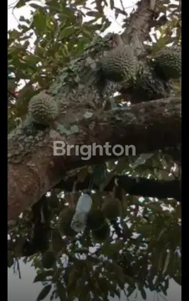 image RUMAH VILLA KEBUN DURIAN SEJUK SIAP HUNI (6)