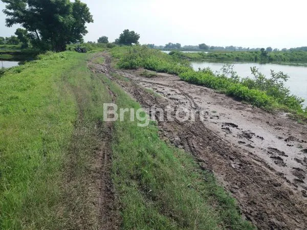 image BUC TAMBAK DI BANGIL (2)