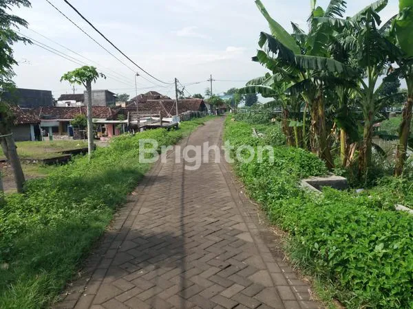 image BUC TAMBAK DI BANGIL (5)