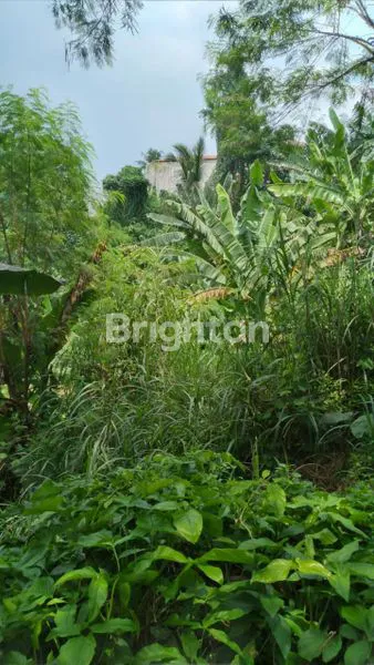 image TANAH DI GUNUNG SINDUR BOGOR SANGAT COCOK DIBUAT CLUSTER PERUMAHAN DAN PERKEBUNAN (4)