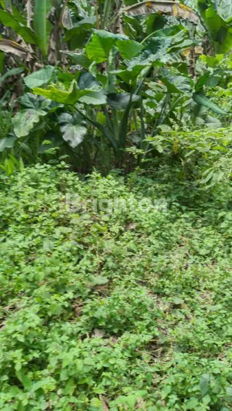 image TANAH DI GUNUNG SINDUR BOGOR SANGAT COCOK DIBUAT CLUSTER PERUMAHAN DAN PERKEBUNAN (5)