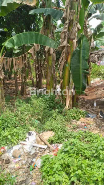 image TANAH DI GUNUNG SINDUR BOGOR SANGAT COCOK DIBUAT CLUSTER PERUMAHAN DAN PERKEBUNAN (7)