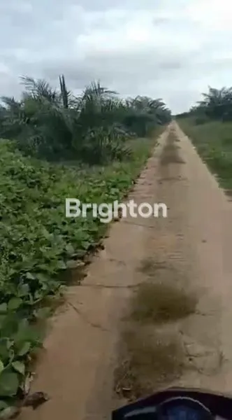 image KEBUN SAWIT MASIH AKTIVE DI PADANG LAWAS (5)