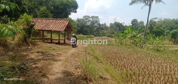 TANAH SAWAH DI DESA SELAAWI, PURWAKARTA - JAWA BARAT