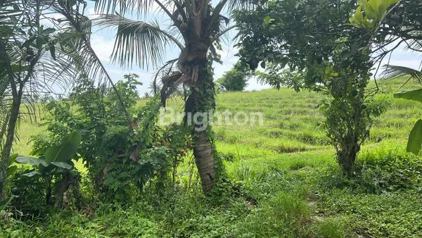 image TANAH STRATEGIS 4.850M² DI TABANAN, VIEW SAWAH (4)