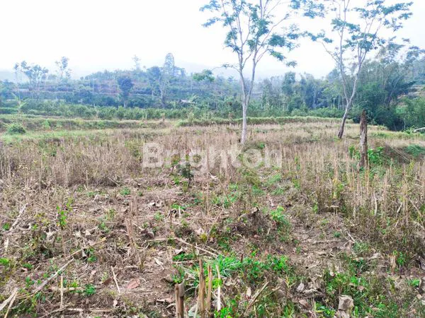 image TANAH DIJUAL MURAH KUCUR DAU (2)