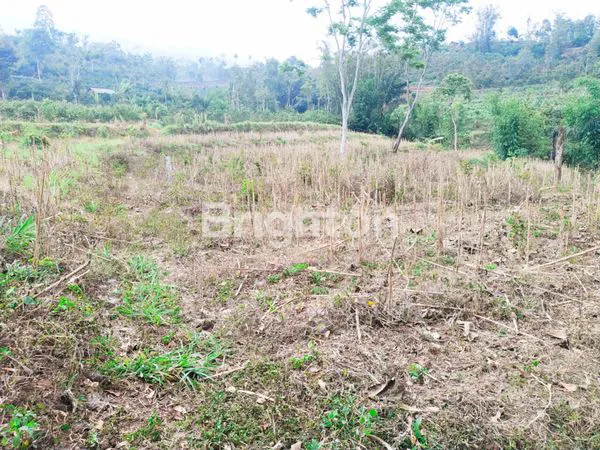 image TANAH DIJUAL MURAH KUCUR DAU (1)