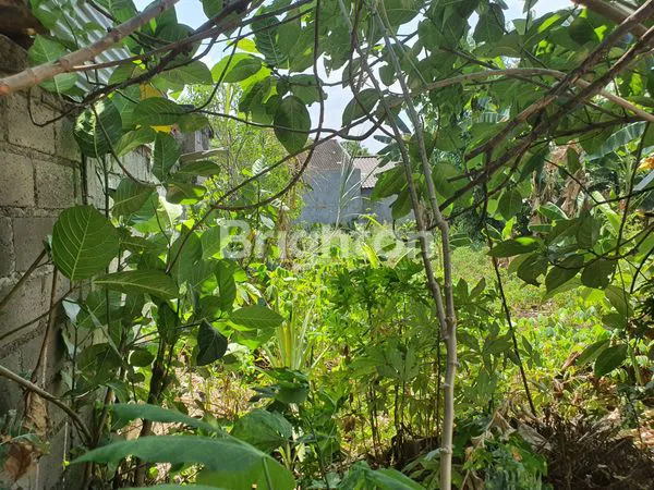 image DIJUAL TANAH KOSONG DISEPUTARAN GUNUNG PUTRI, COCOK UNTUK DIBUAT RUMAH TINGGAL (2)
