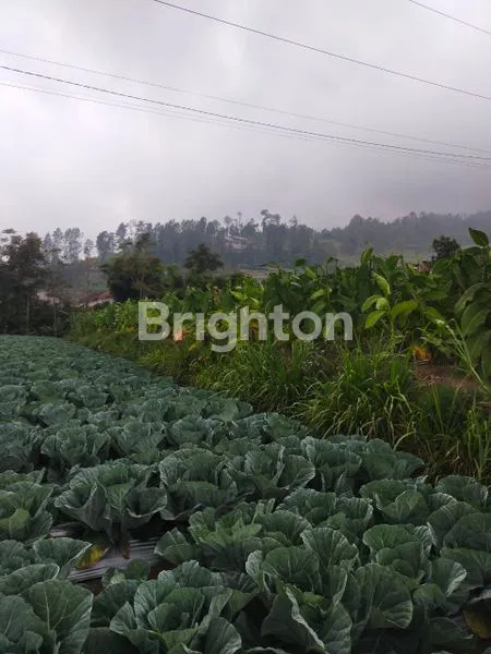 image TANAH SIAP BANGUN DAN USAHA DI DUSUN TEKELAN KAB SEMARANG (3)