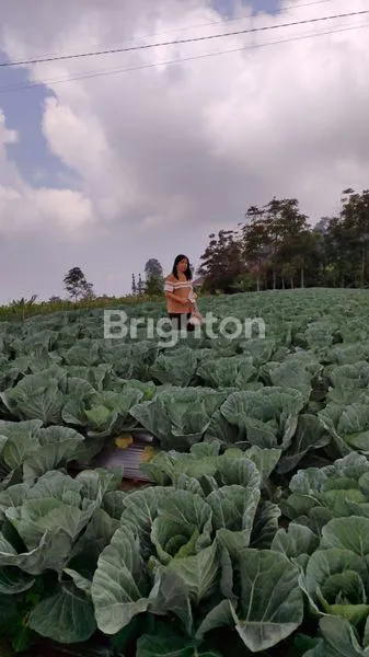 image TANAH SIAP BANGUN DAN USAHA DI DUSUN TEKELAN KAB SEMARANG (4)
