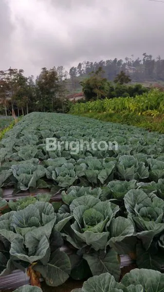 image TANAH SIAP BANGUN DAN USAHA DI DUSUN TEKELAN KAB SEMARANG (5)