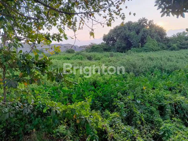 image TANAH BENTUK SAWAH DI LINGKAR TIMUR (1)