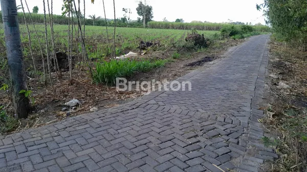 TANAH PERTANIAN SIAP PAKAI DS SIDOMEKAR-JEMBER