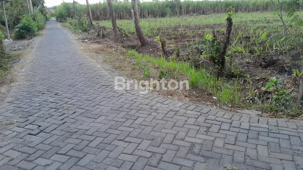 image TANAH PERTANIAN SIAP PAKAI DS SIDOMEKAR-JEMBER (2)