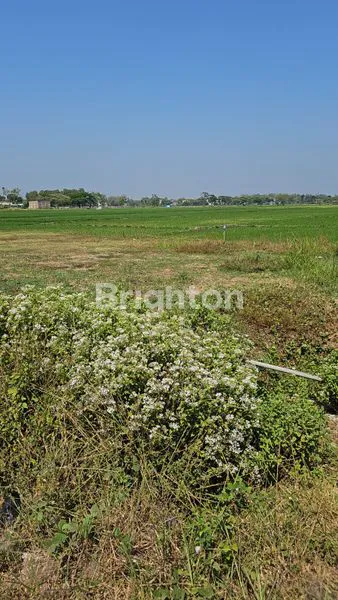 image TANAH ZONA MERAH SIAP BANGUN DI DESA GONDANG - SRAGEN (6)