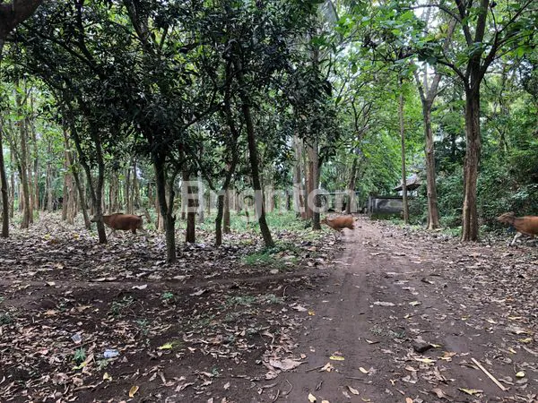 image LEASEHOLD TANAH LOKASI PREMIUM KABA KABA TABANAN (6)