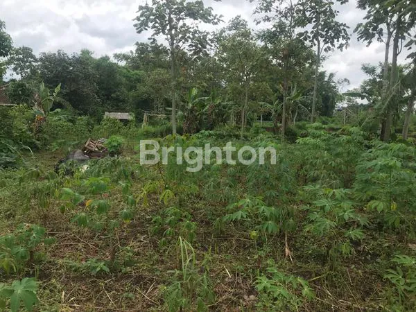 image TANAH STRATEGIS 1653M² DI TOYOMARTO (6)