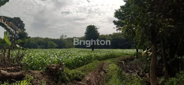 image TANAH DI JUAL CEPAT PURWOSARI (2)