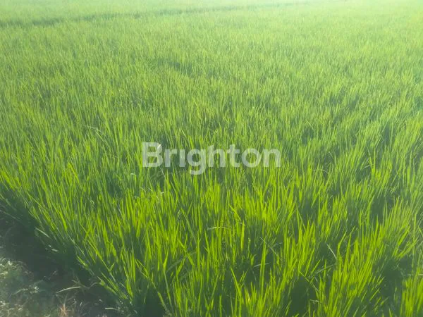 DIJUAL TANAH SAWAH PINGGIR JALAN