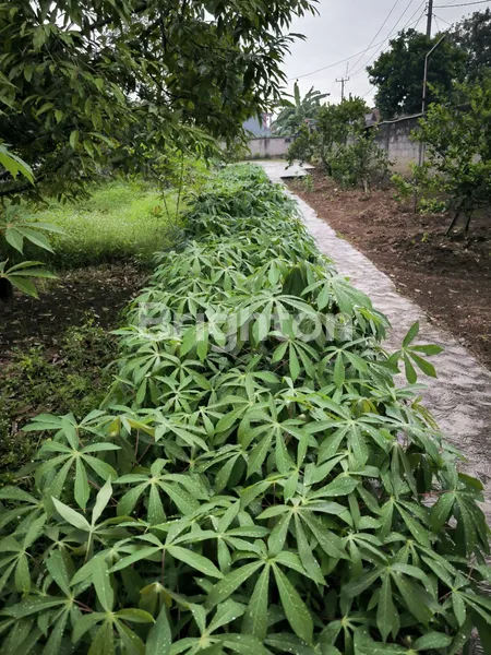 image RUMAH VILLA PLUS KOLAM RENANG CIBEUTEUNG BOGOR (8)