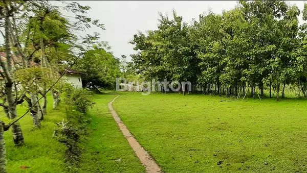 image  TANAH DI LARANGAN BADUNG, PAMEKASAN MADURA (1)