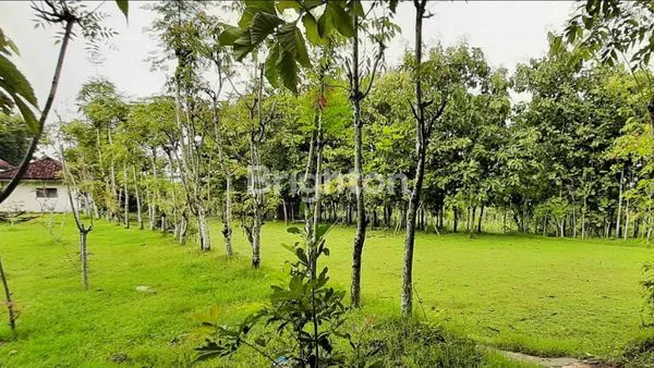 image  TANAH DI LARANGAN BADUNG, PAMEKASAN MADURA (2)