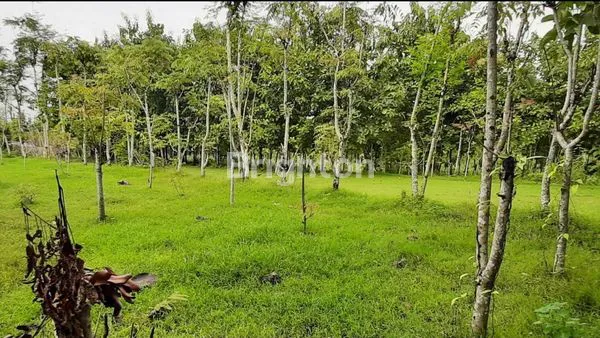 image  TANAH DI LARANGAN BADUNG, PAMEKASAN MADURA (3)