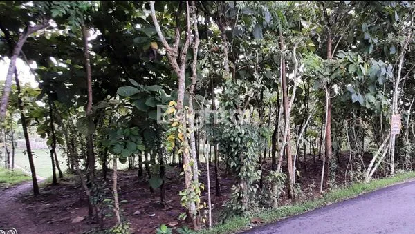 image  TANAH DI LARANGAN BADUNG, PAMEKASAN MADURA (4)