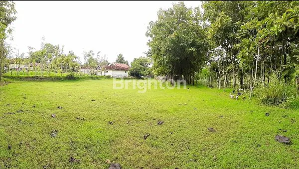 image  TANAH DI LARANGAN BADUNG, PAMEKASAN MADURA (5)