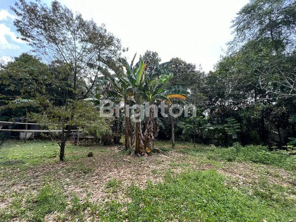 image TANAH LAHAN ADA KEBUN DURIAN CIBEUTEUNG UDIK CISEENG (4)