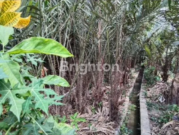 image PEKARANGAN ARGOWISATA TURI KALIURANG (4)