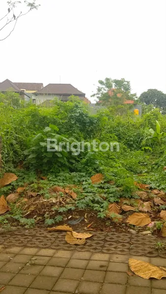 image BALI ARUM MAS (5)