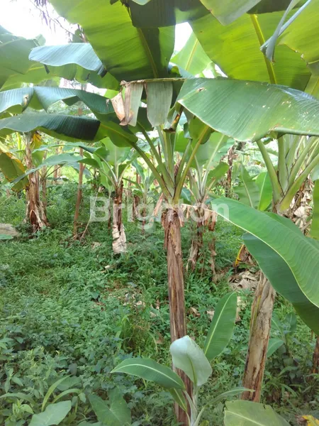 image TANAH LOKASI DI DAERAH CIJAHE BOGOR (3)
