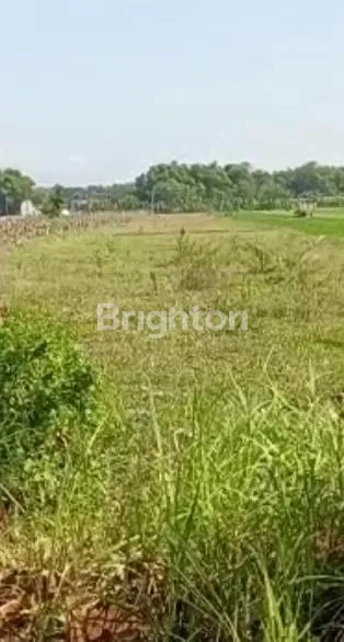 image TANAH 1,3 HEKTAR.DI JALAN RAYA MADIGONDO.MADIUN (1)