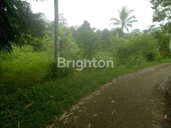 image LAHAN KEBUN DUREN DI MEKARSARI, TABANAN (1)