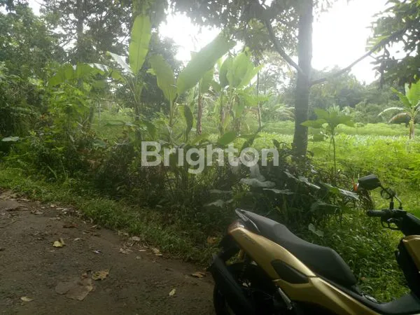 image LAHAN KEBUN DUREN DI MEKARSARI, TABANAN (5)
