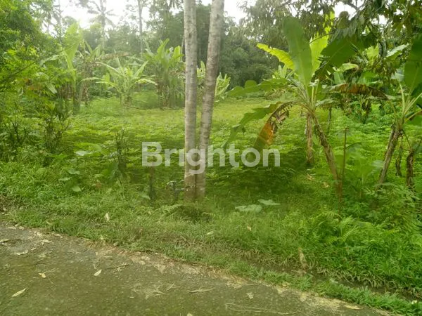 image LAHAN KEBUN DUREN DI MEKARSARI, TABANAN (2)