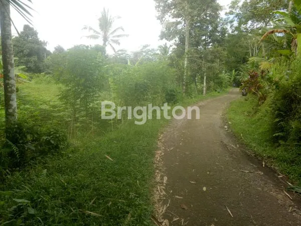 image LAHAN KEBUN DUREN DI MEKARSARI, TABANAN (4)