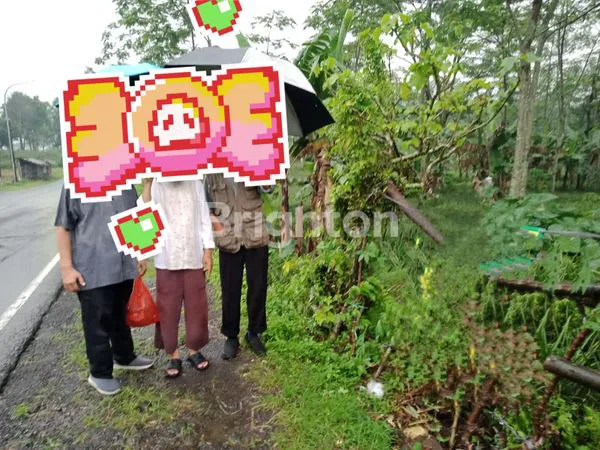 image TANAH PERKEBUNAN NANAS MADU LETAK  STRATEGIS DAERAH PEMALANG (1)
