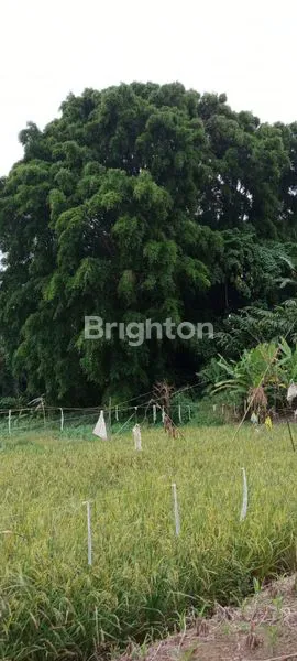 image TANAH LUAS 22.000 M (7)