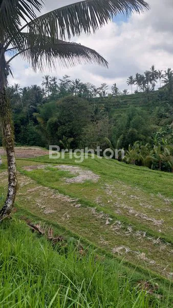 TANAH MURAH 25 ARE DI ANGSERI TABANAN TERDAPAT SUMBER AIR PANAS BELERANG DAN  SUNGAI CANTIK, BERDEKATAN DENGAN WISATA PERMANDIAN AIR PANAS DAN DEKAT KE WISATA JATILUWIH, HARGA UNDER 100 JUTA/ARE