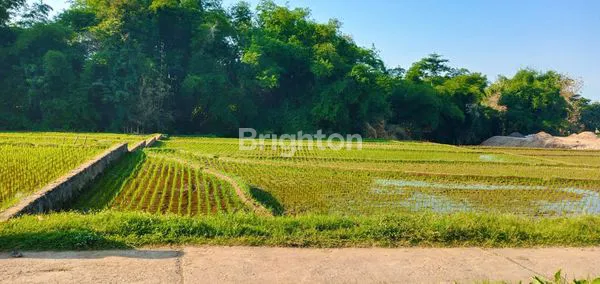 image TANAH SAWAH TEGAL GEDE, KARANGANYAR (2)
