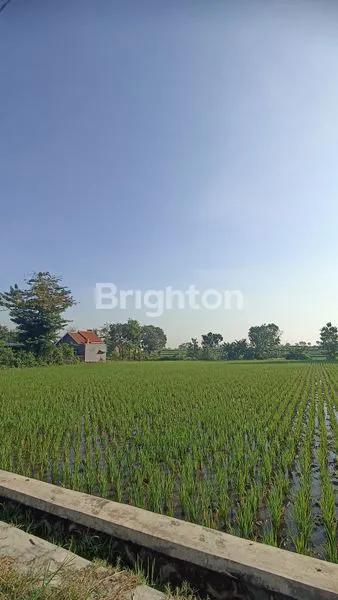 image TANAH SAWAH, DI KEMASAN POLOKARTO SUKOHARJO (1)