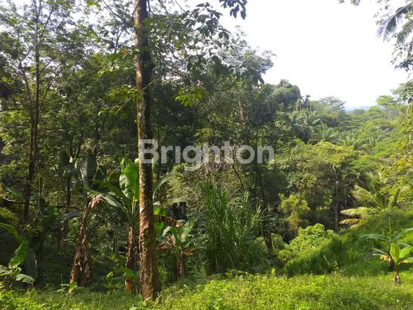 image TANAH 1,8 HA ADA SUMBER MATA AIR (1)