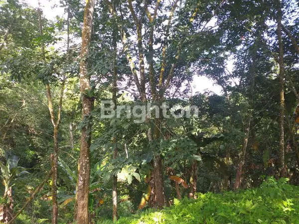 image TANAH 1,8 HA ADA SUMBER MATA AIR (5)