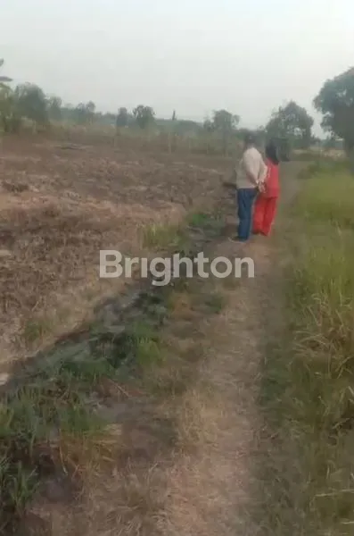 image TANAH PRODUKTIF DI GRESIK (3)