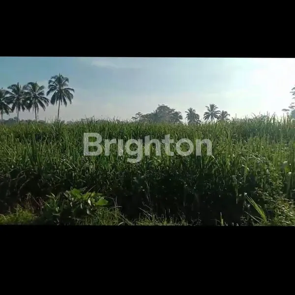 image TANAH KEBUN TEBU JATIKERTO KEC KROMENGAN DEKAT RS RAMDANI  KAB MALANG. (1)