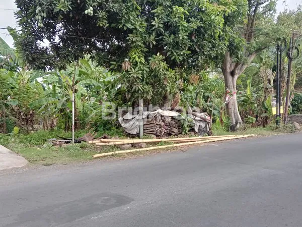 image LAHAN DANAU TOBA JEMBER (4)