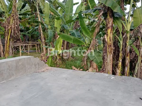 image LAHAN DANAU TOBA JEMBER (5)