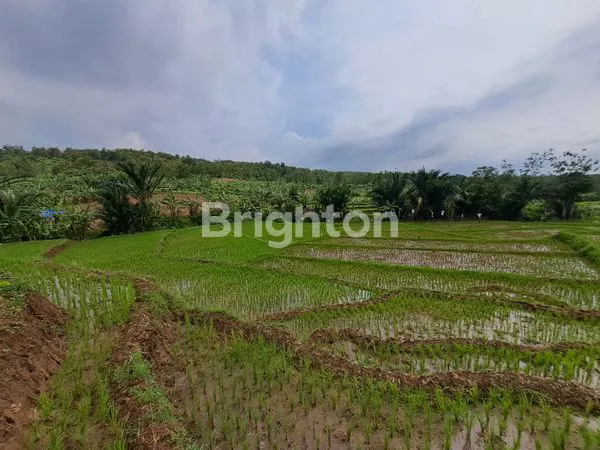 image TANAH INVESTASI HARGA DI BAWAH NJOP DI WONOPLUMBON DEKAT BSB,NGALIYAN MIJEN (4)